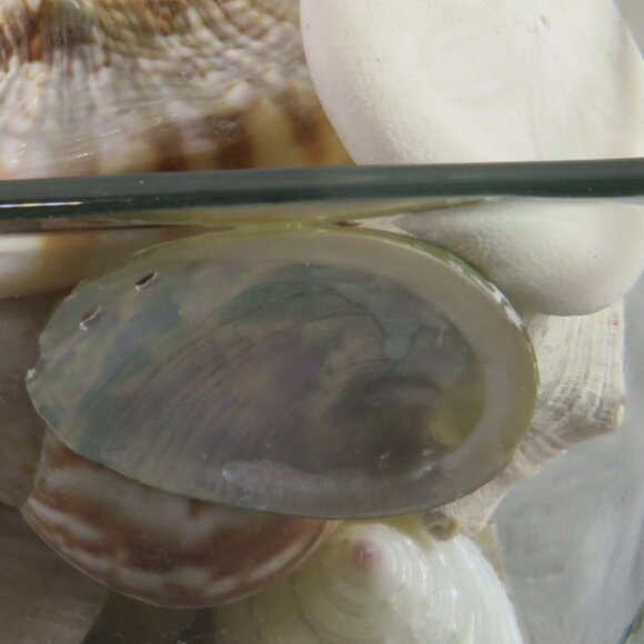 REAL Sea Shells in a Glass Square Vase and sand #12 - Picture 5 of 11